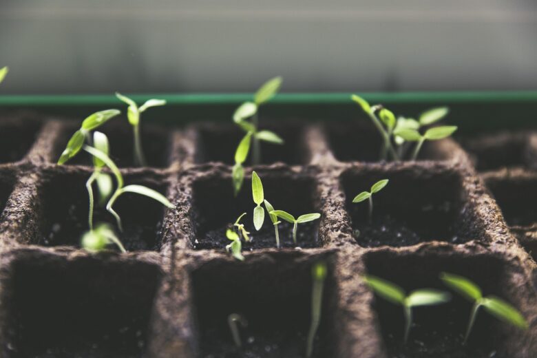 Do Apartamento à Terra Técnicas de Cultivo para Criar uma Horta Urbana