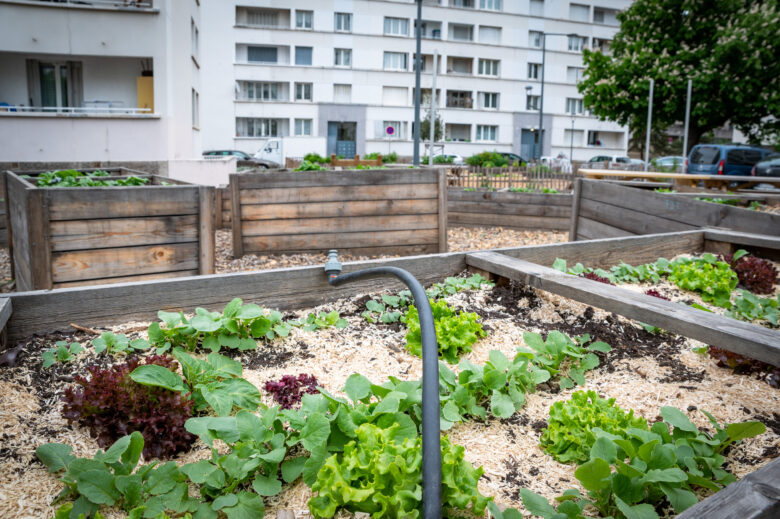 Técnicas de Cultivo no Seu Jardim Urbano