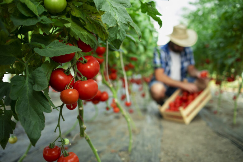 Vegetais Compactos A Chave para Ter uma Horta Urbana Prática e Produtiva