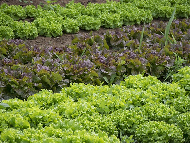 Como Criar uma Horta Orgânica em Casa: Dicas Essenciais para Cultivar Alimentos Saudáveis