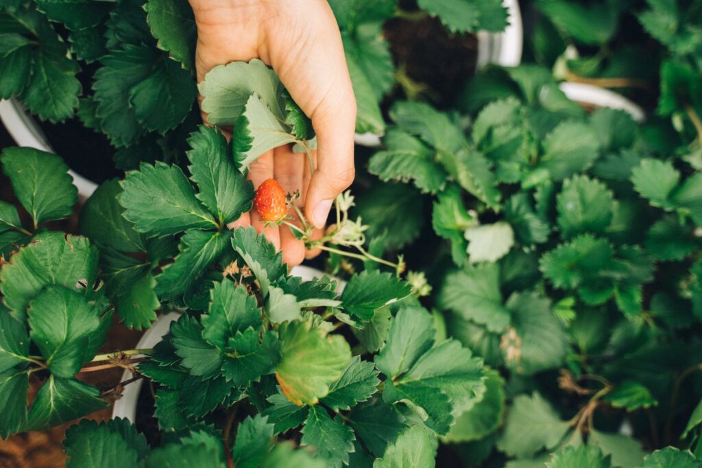 Close-up of a hand picking a ripe strawberry from lush green leaves in a garden.