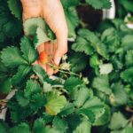 Close-up of a hand picking a ripe strawberry from lush green leaves in a garden.