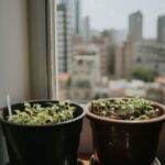 Two potted plants on a windowsill with a blurred cityscape in the background, capturing urban gardening.