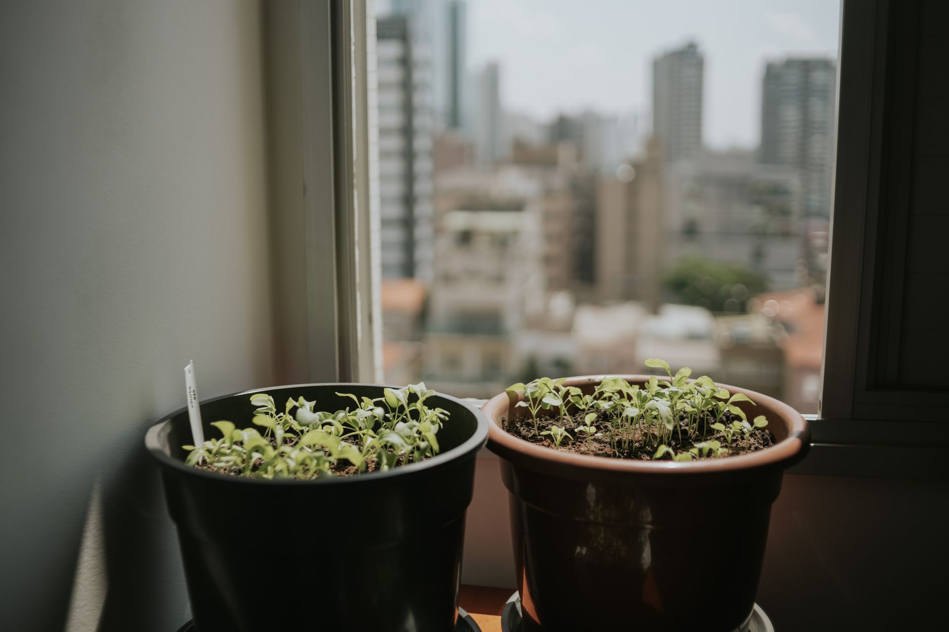 Two potted plants on a windowsill with a blurred cityscape in the background, capturing urban gardening.