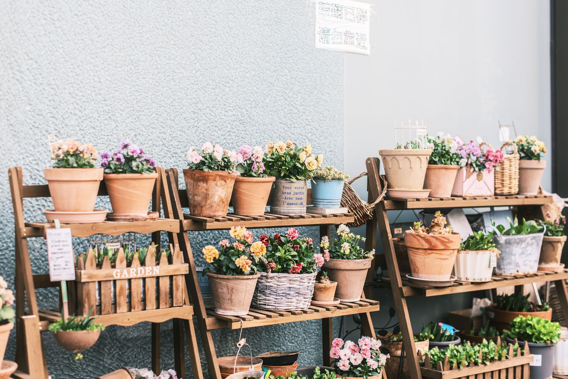 Vibrant flower pots arranged neatly on wooden racks against a textured wall, ideal for garden enthusiasts.