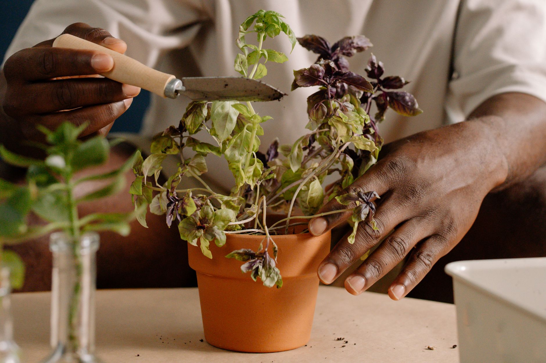 Close-up of hands tending to a basil plant in a terracotta pot, indoors.
